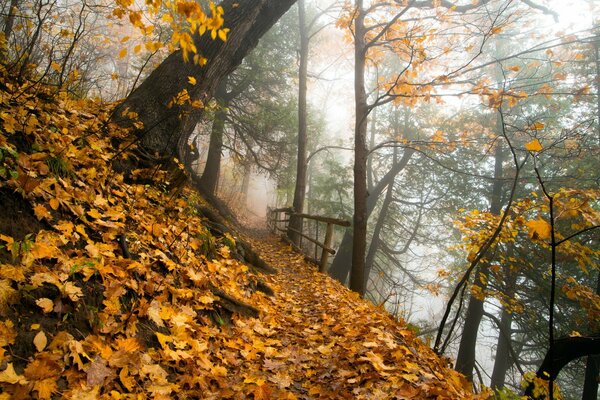 Herbstliche Landschaft. Park im Laubfall