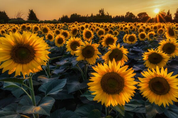 Sunflowers on the background of a summer sunset