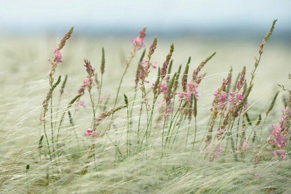 Le vent tend l herbe dans le champ