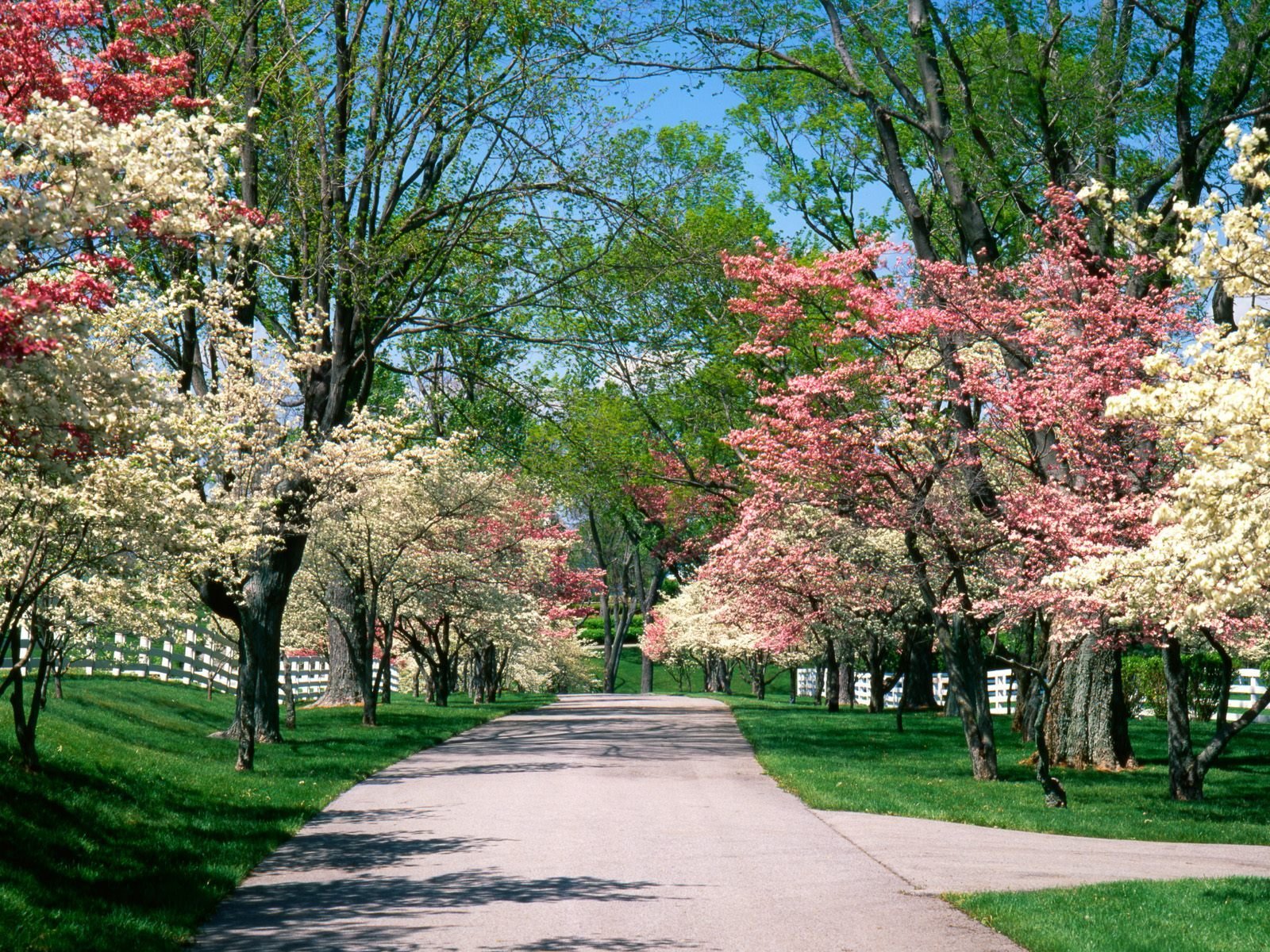 primavera floración parque callejón