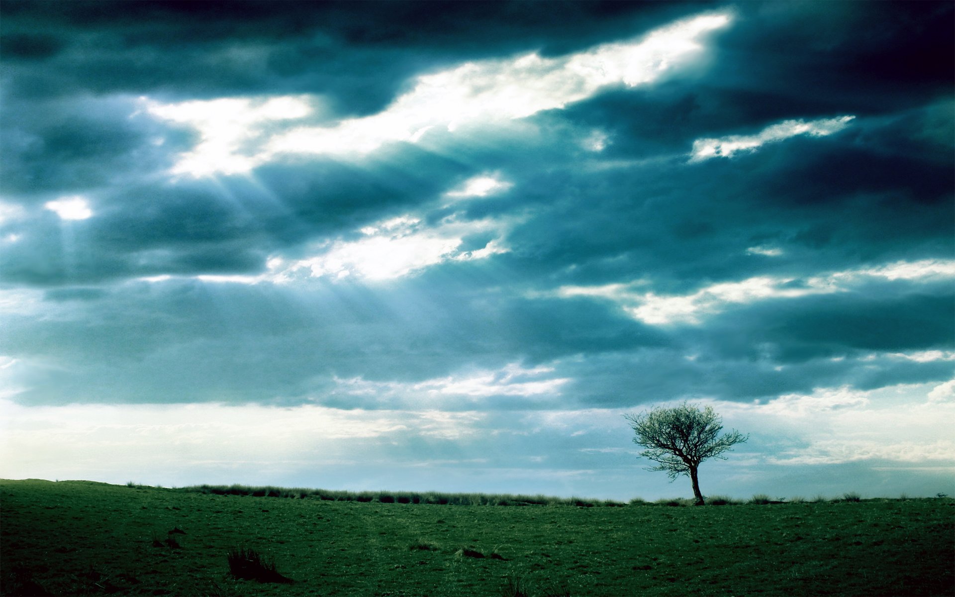 the field rays tree