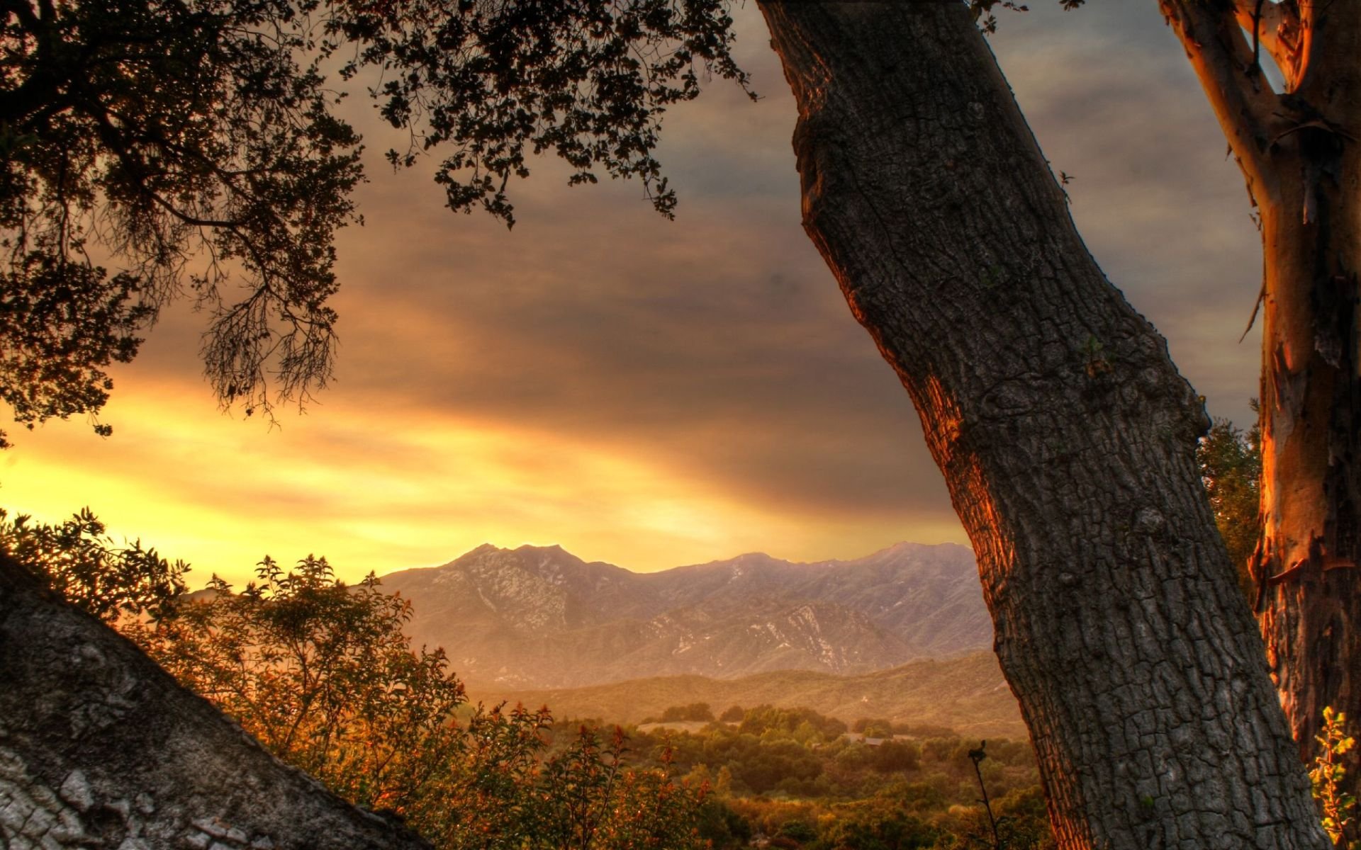 dal árbol montañas