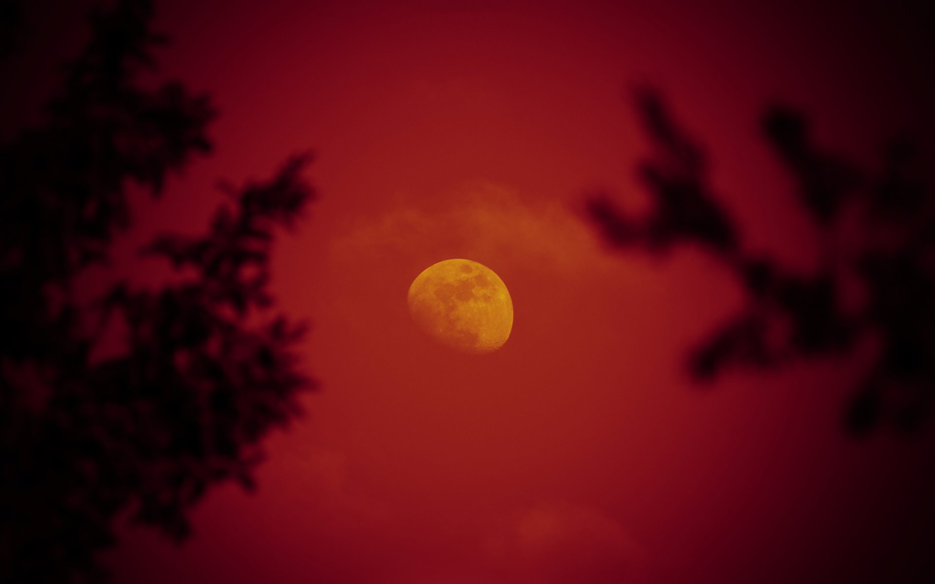 luna luna rossa alberi cielo notte