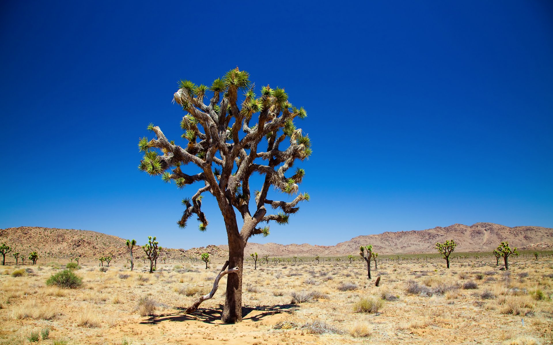 joshua tree небо деревья пустыня joshua tree national park дерево джошуа