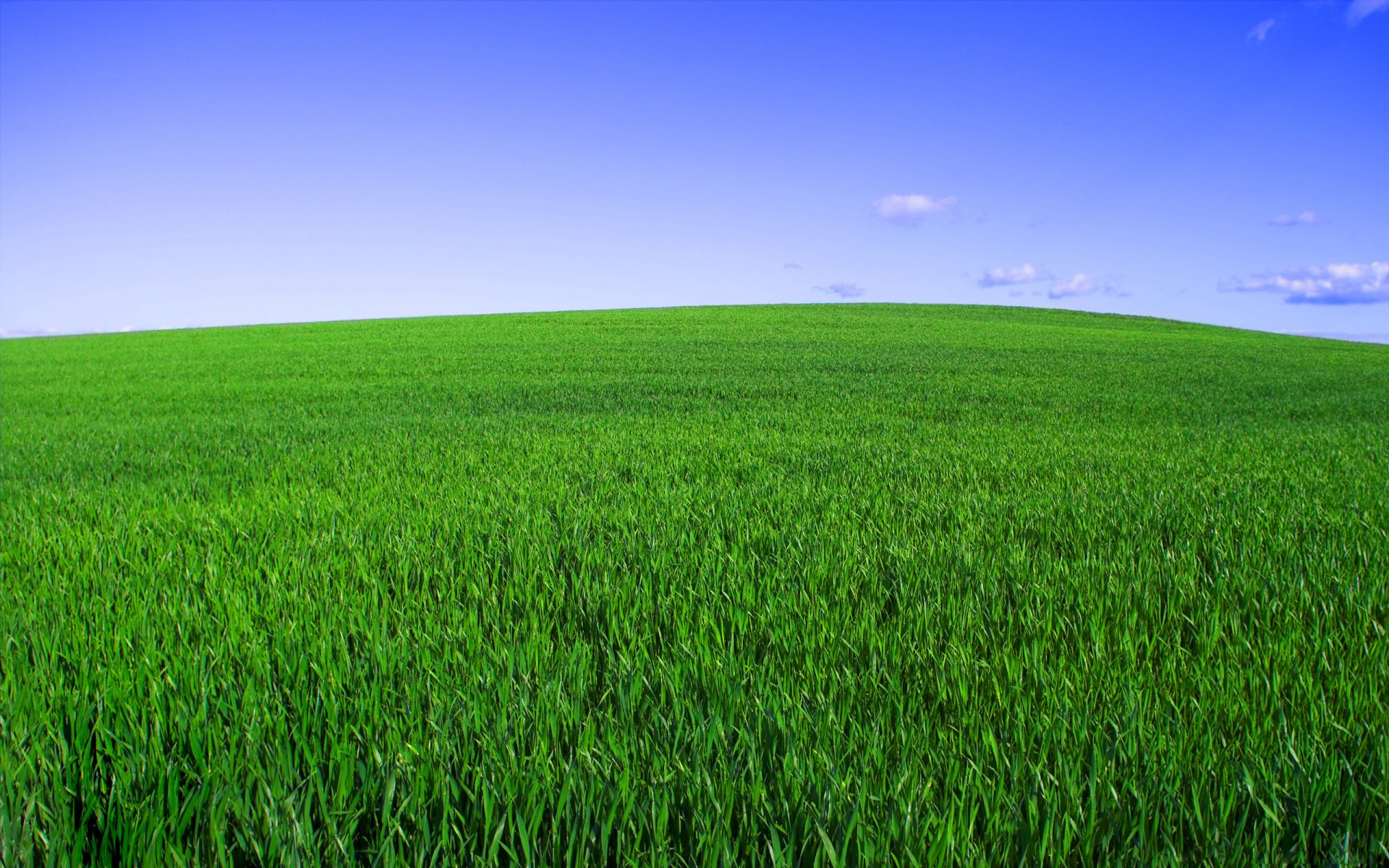 grass the field sky horizon