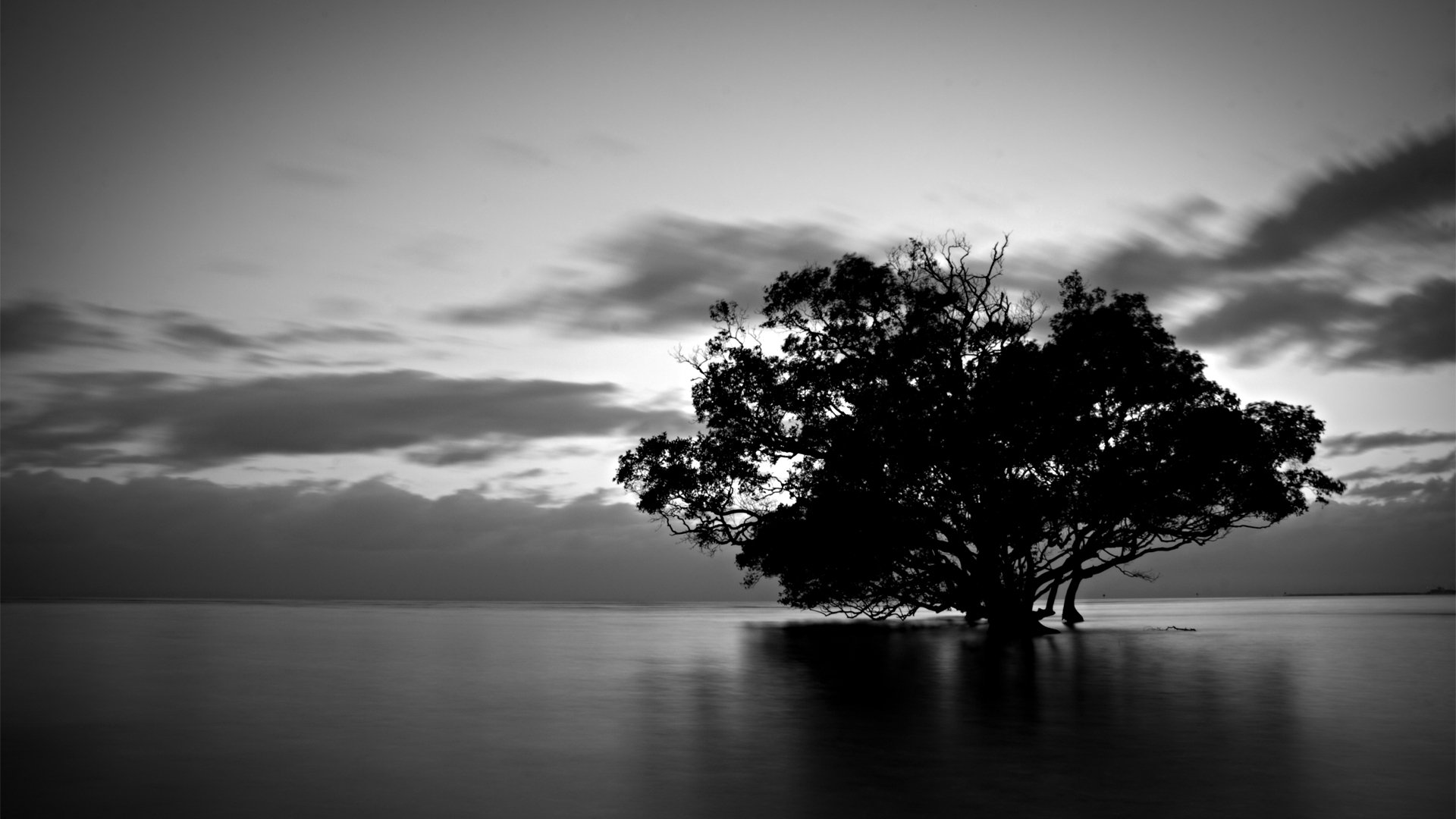 nature tree water clouds black and white