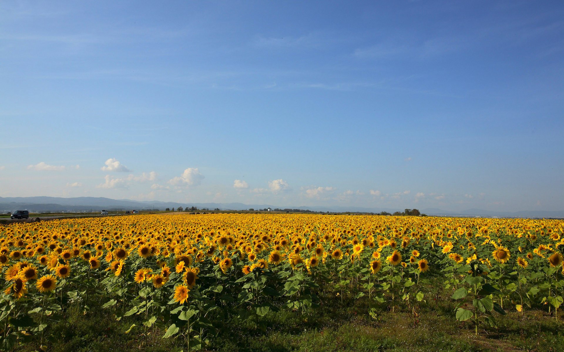 girasoles campo