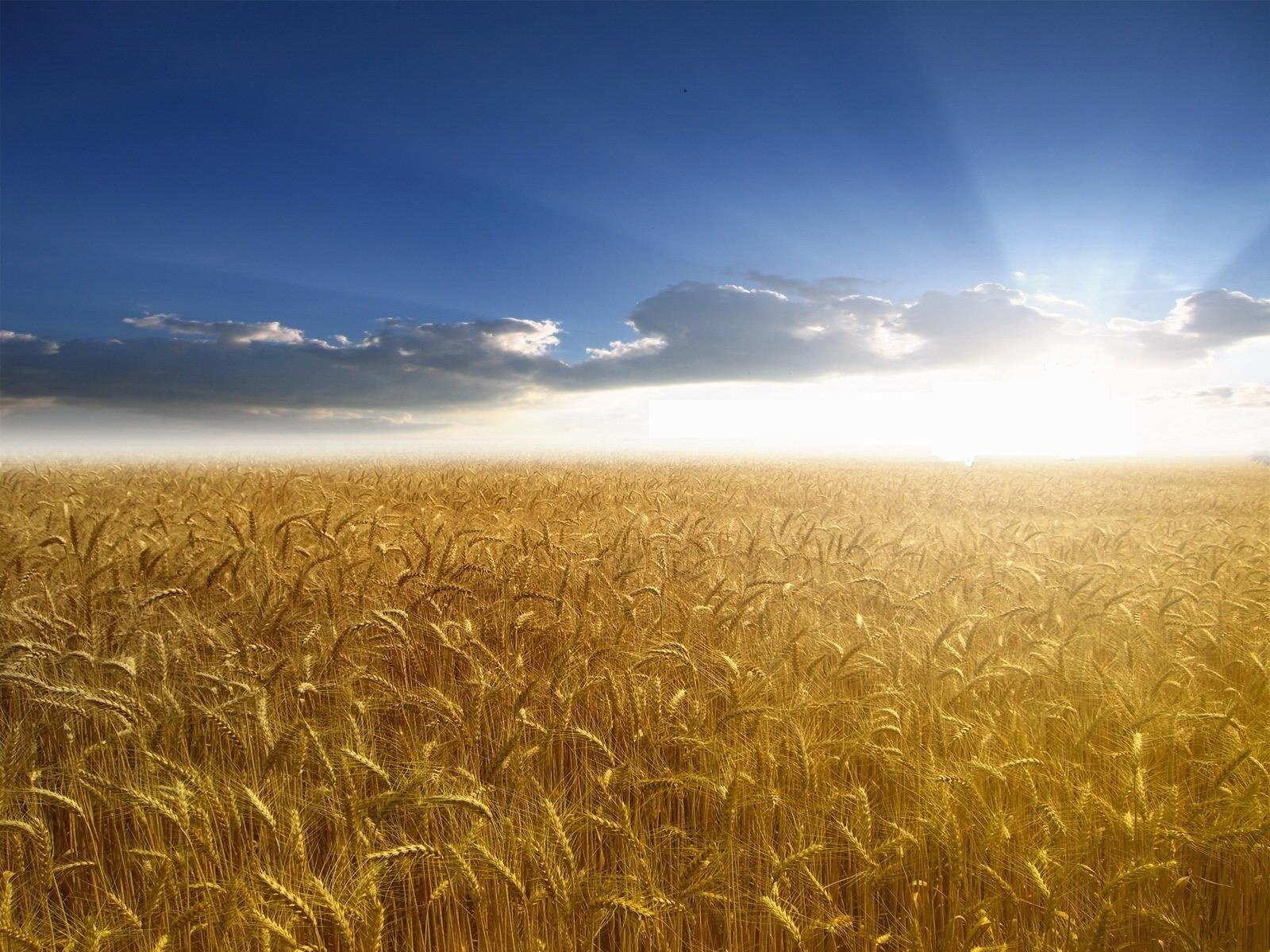 the field wheat sun rays sky