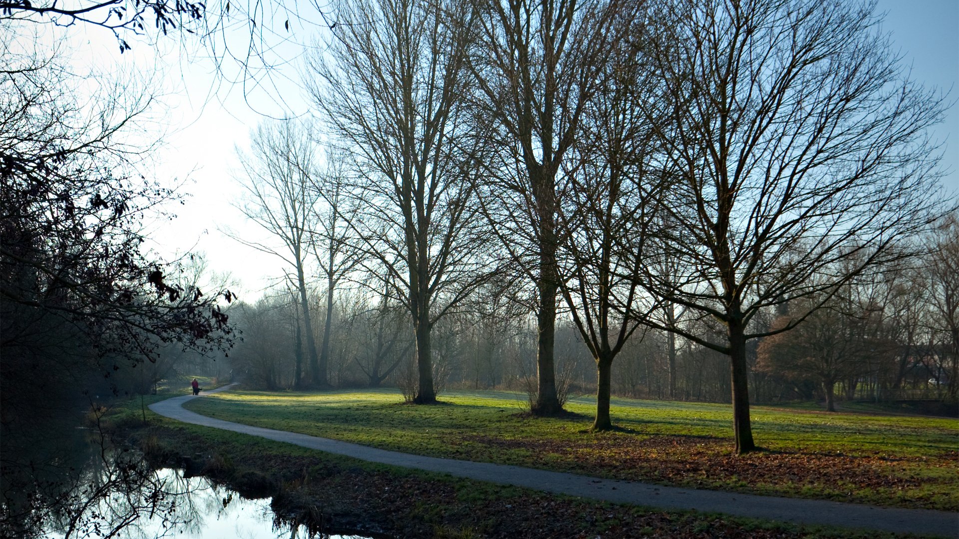 sentier arbres matin