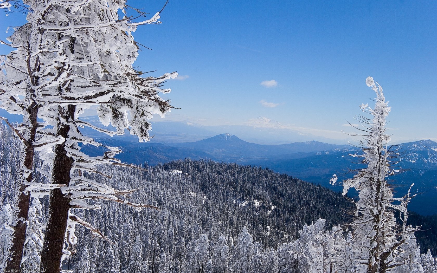 mountain forest winter