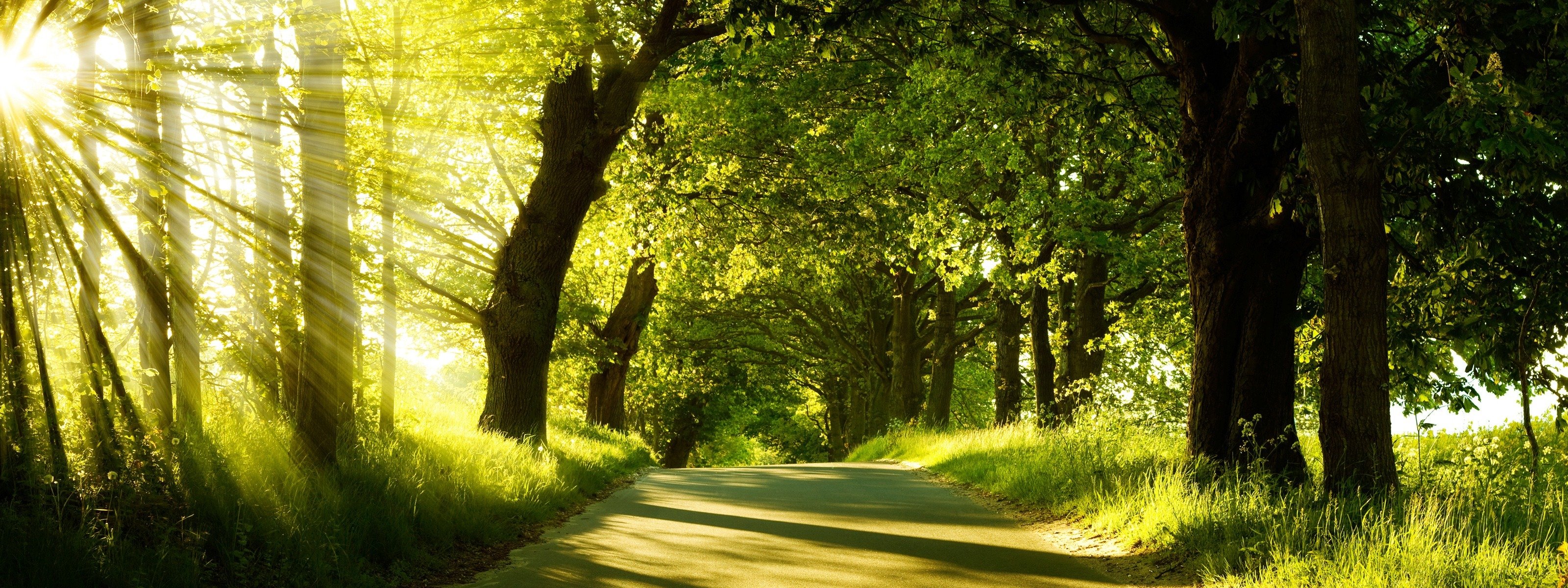 momento de silencio bosque camino luz