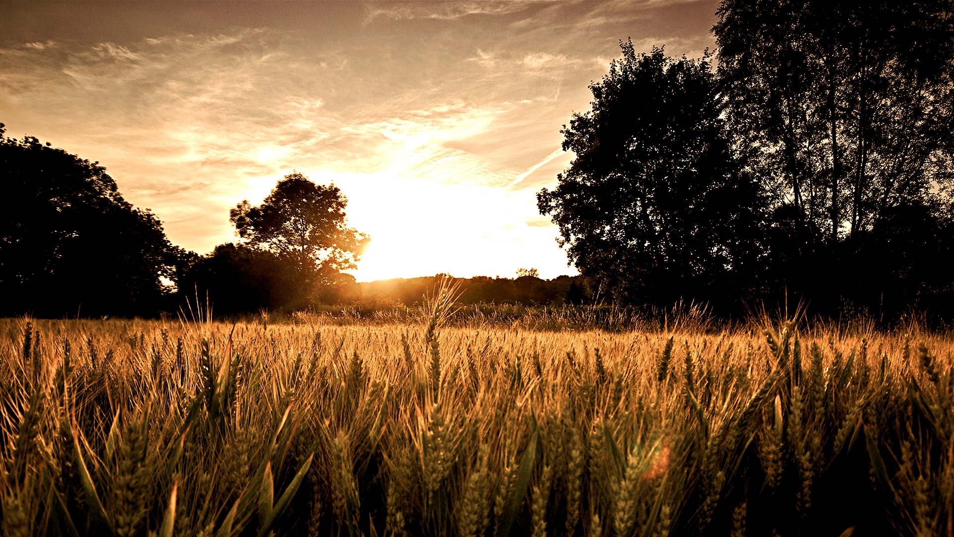 campo alba sole alberi