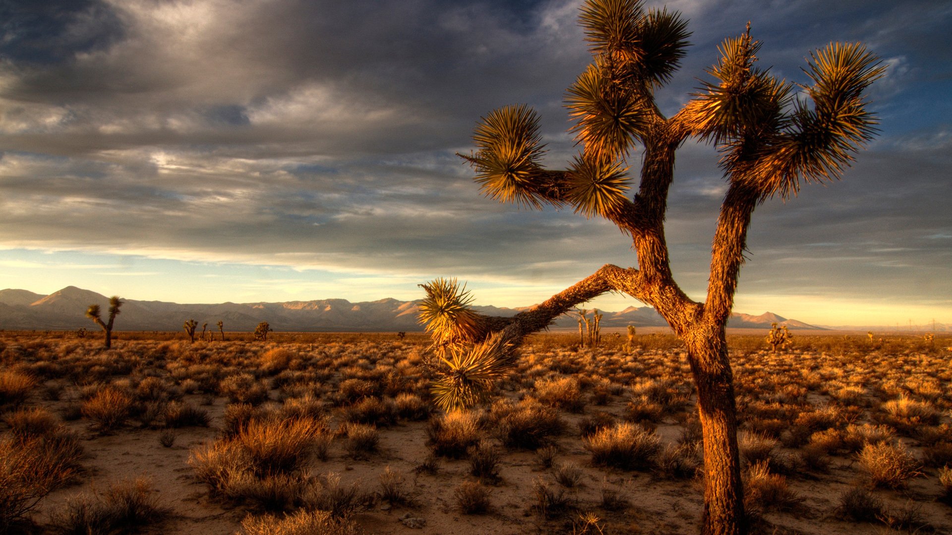 desert nature night