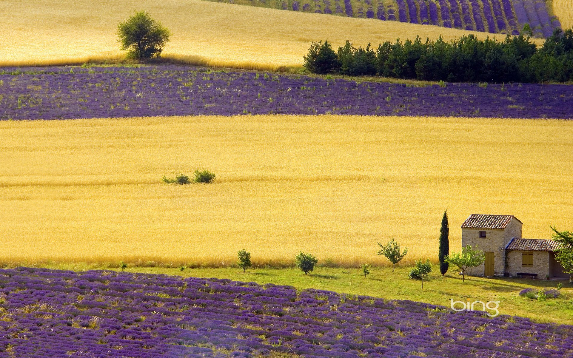 champ maison violette