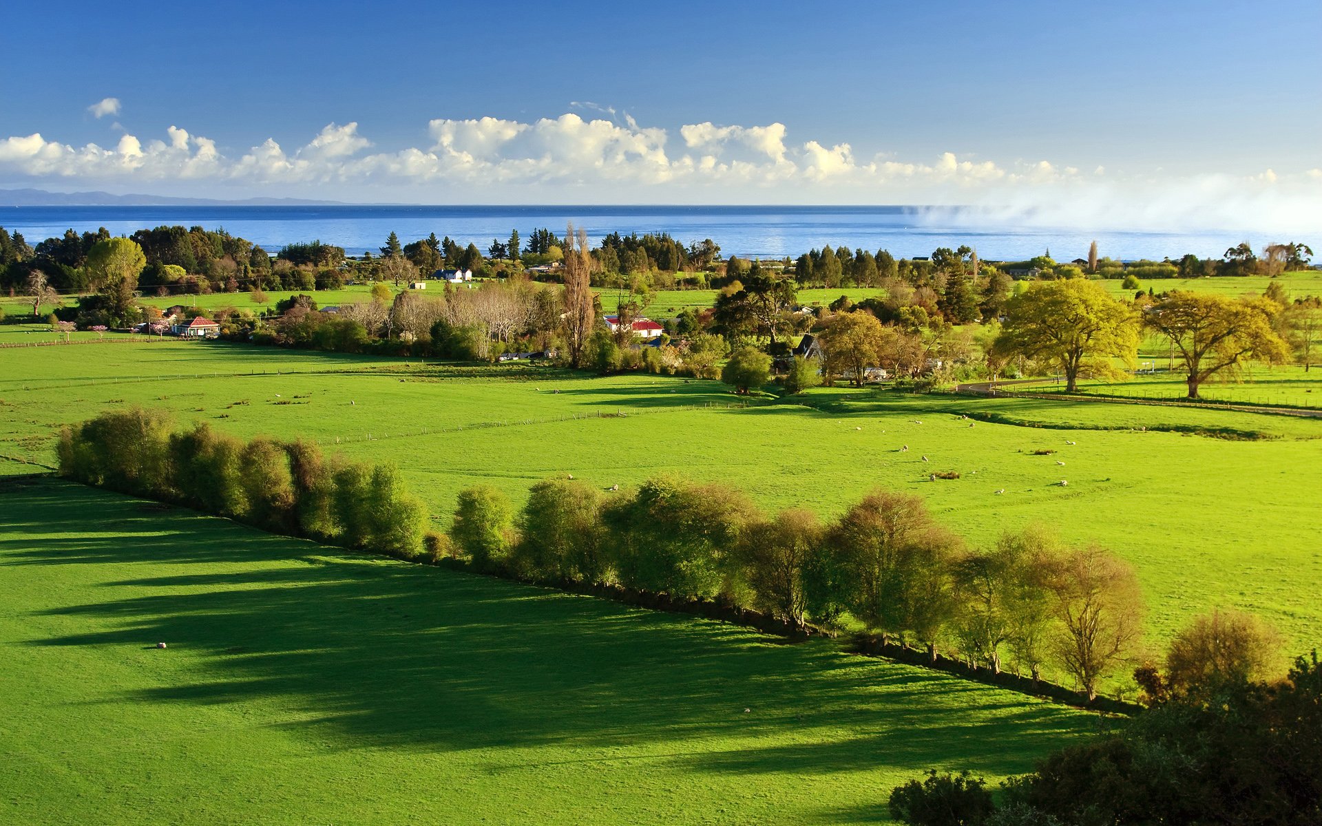 verdure herbe arbres mer