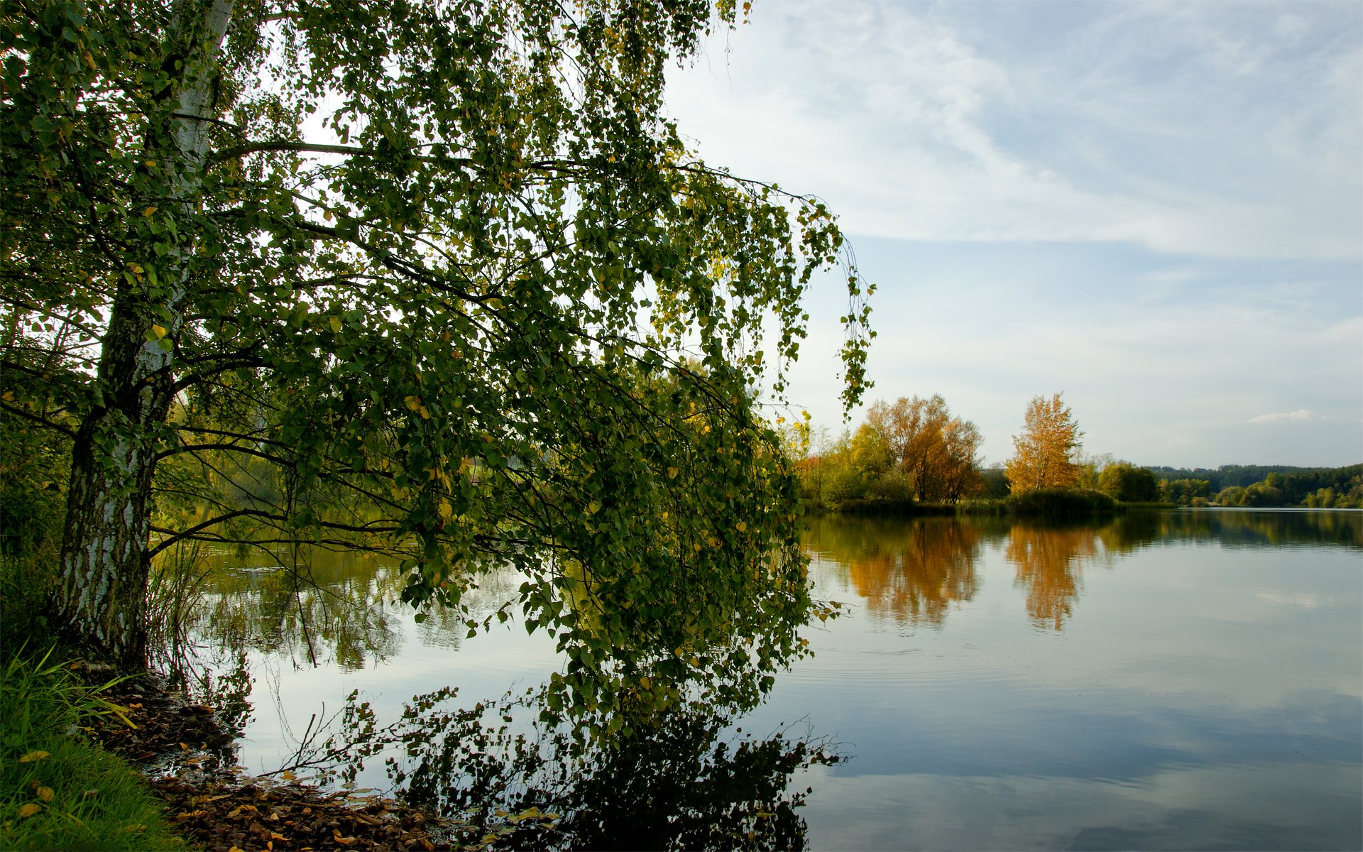 осень береза озеро лес