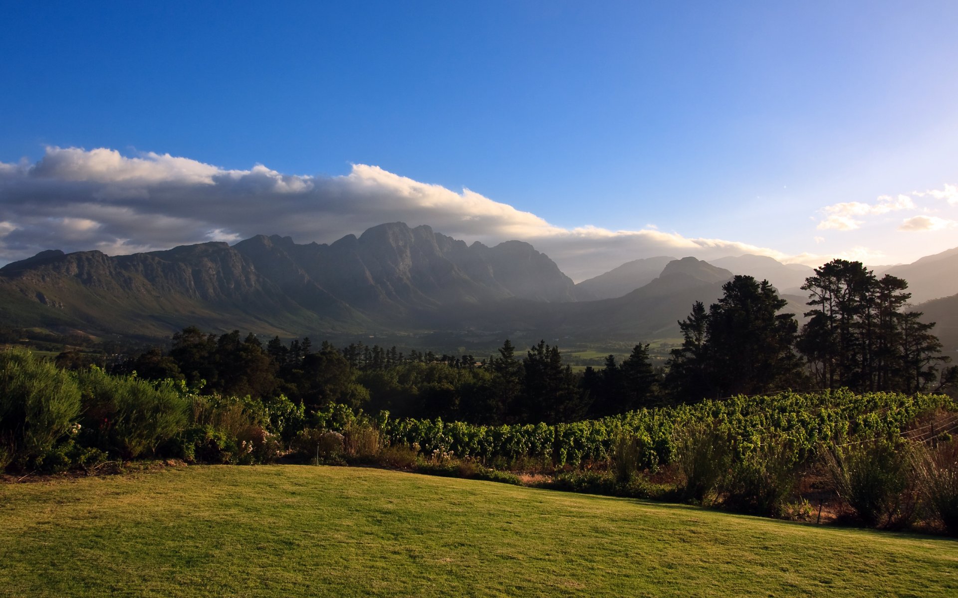 viñedo áfrica montañas