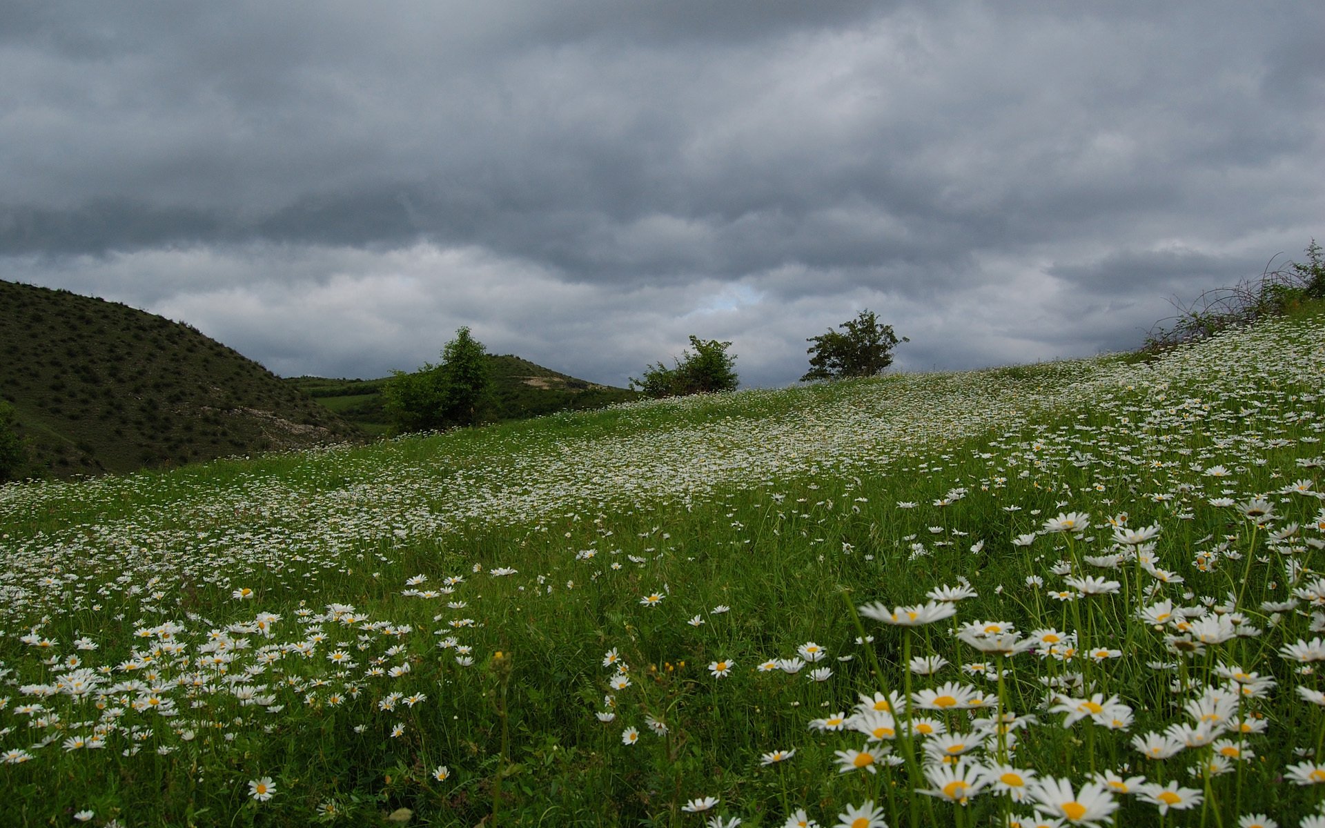 schön feld gänseblümchen