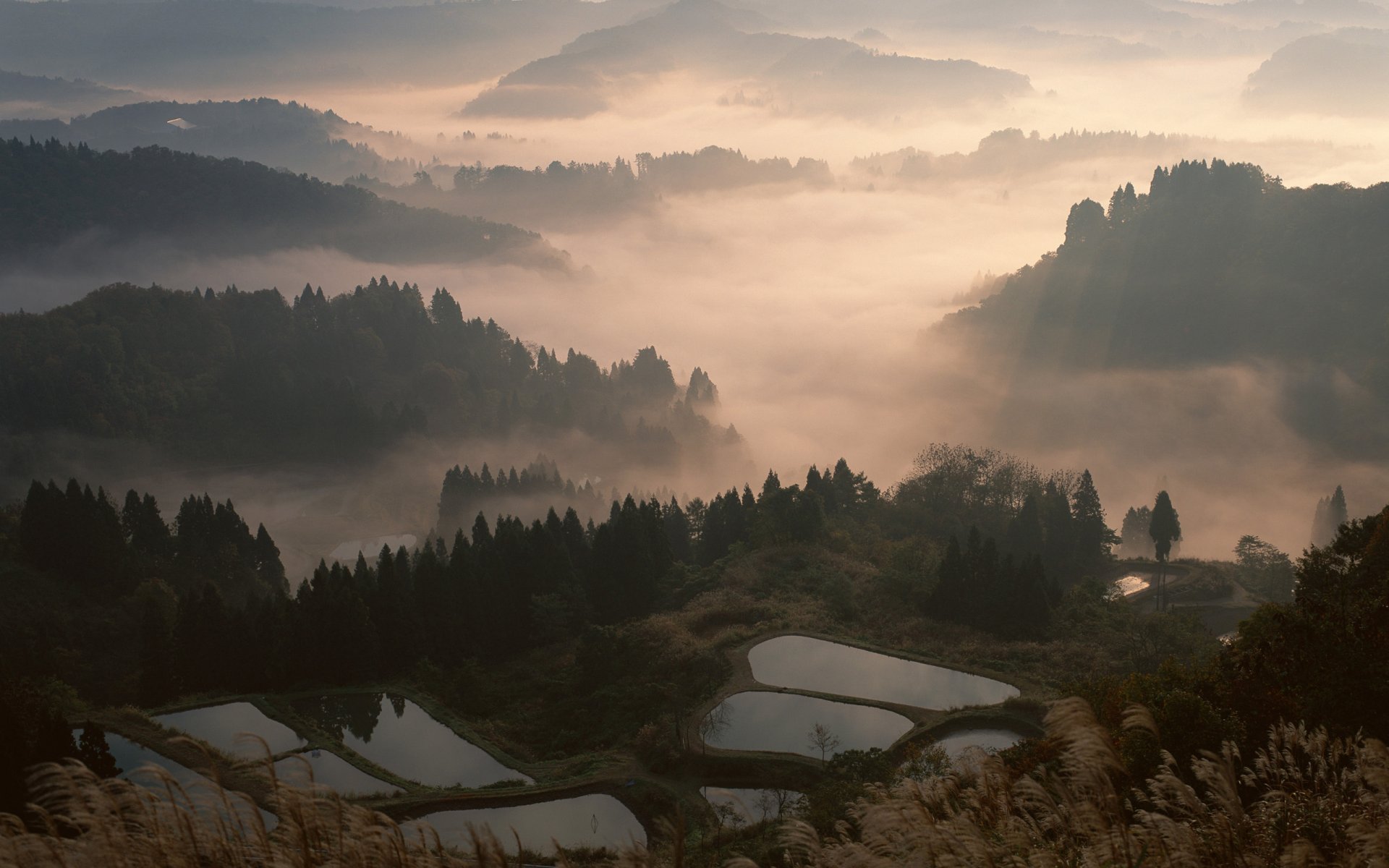 japón niebla bosque