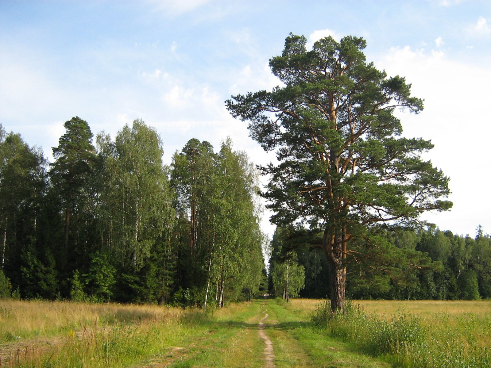 kiefer steppe