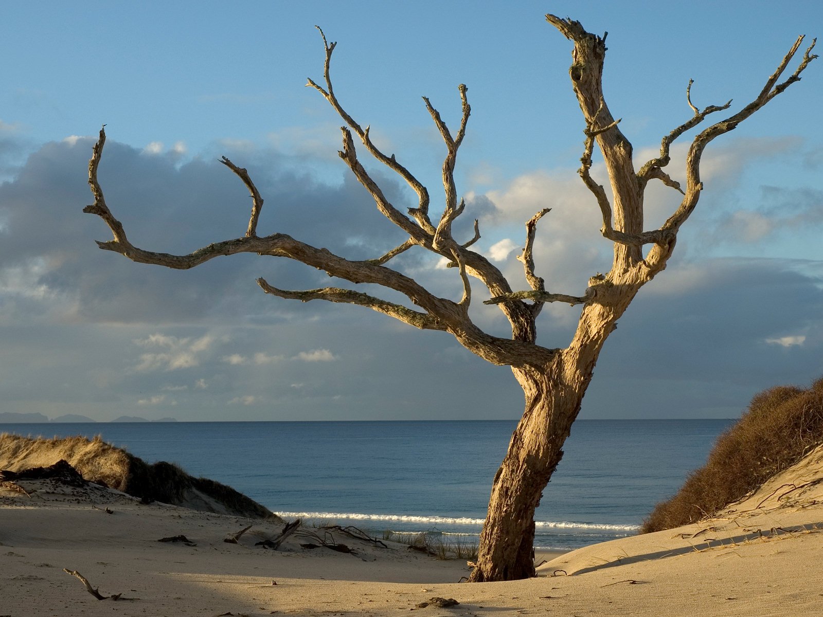 nouvelle-zélande bois sables