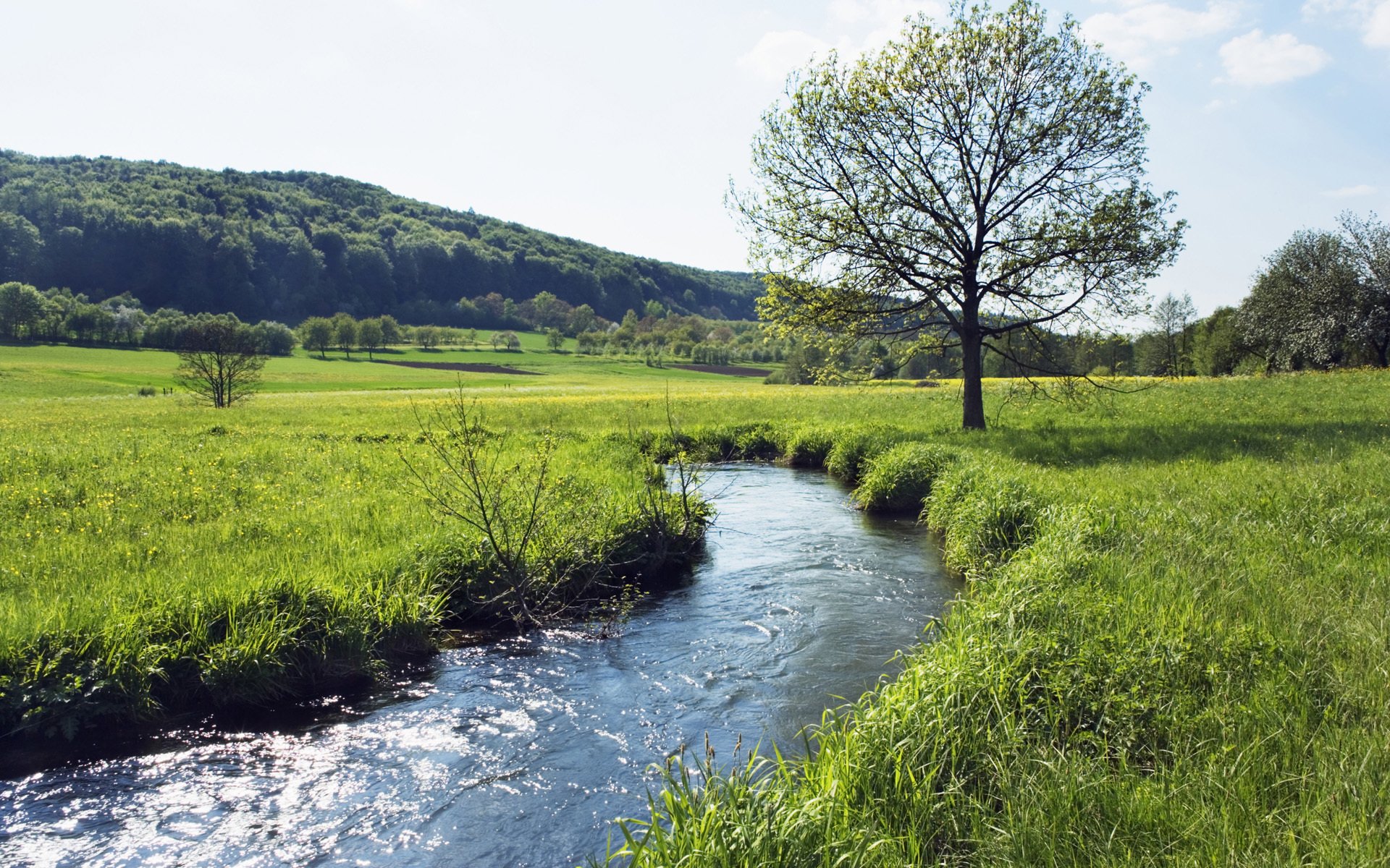 the field summer creek gra