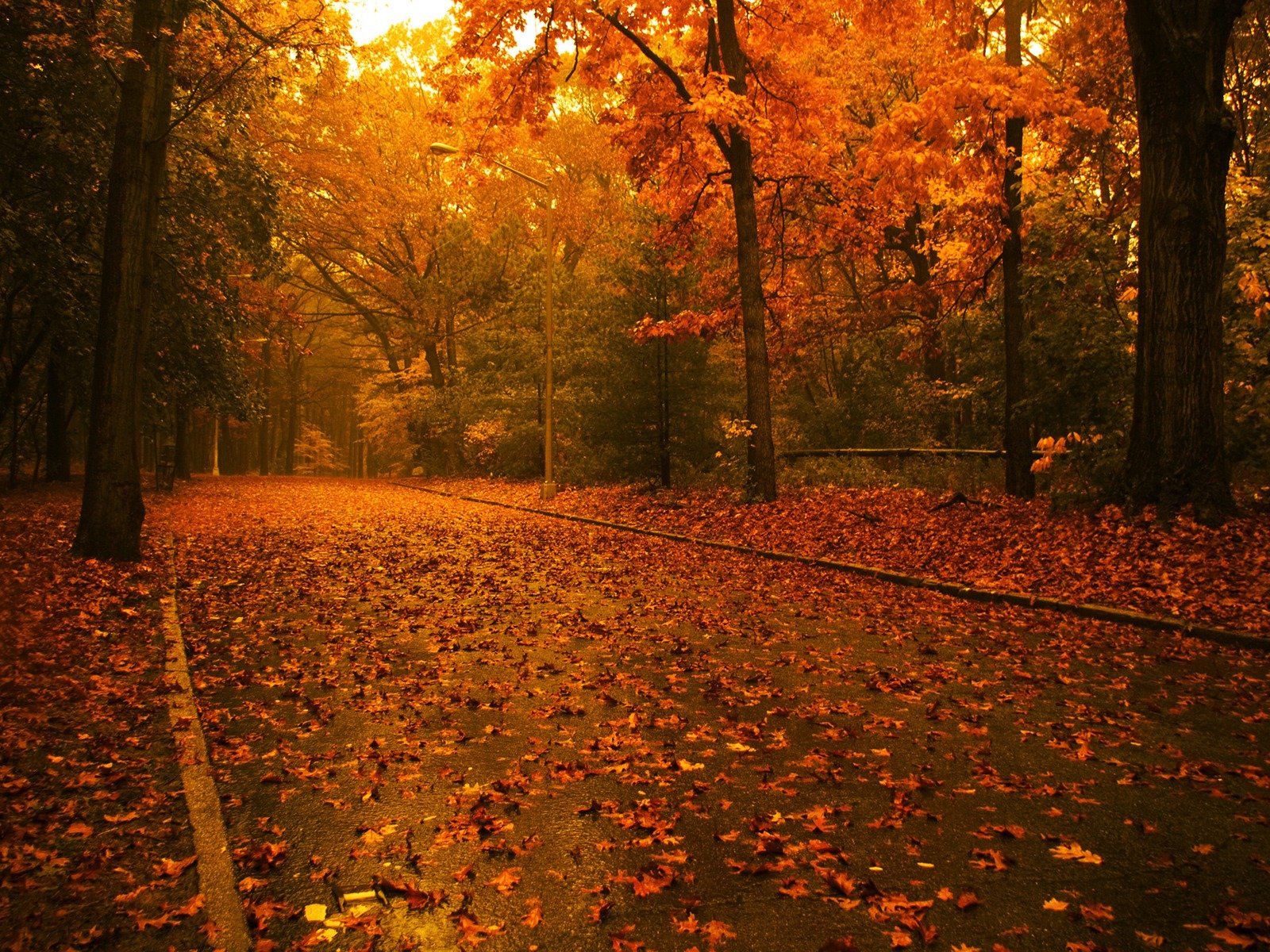 tree autumn leaves road