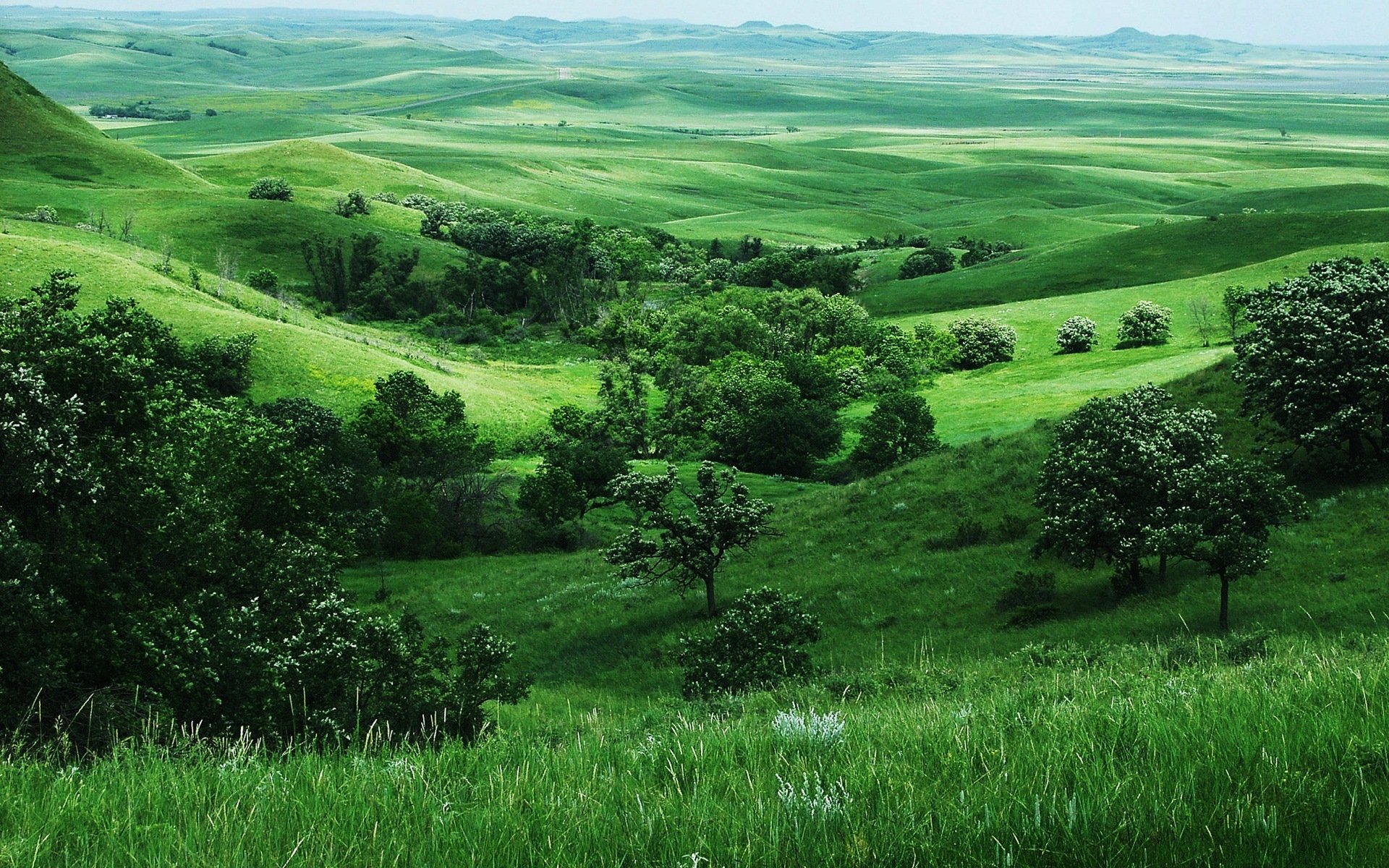 campi erba alberi verde