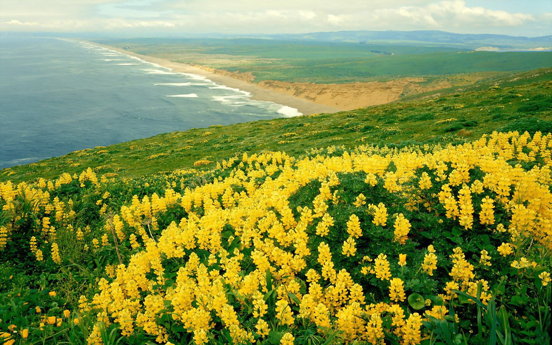 nature panorama sea flower