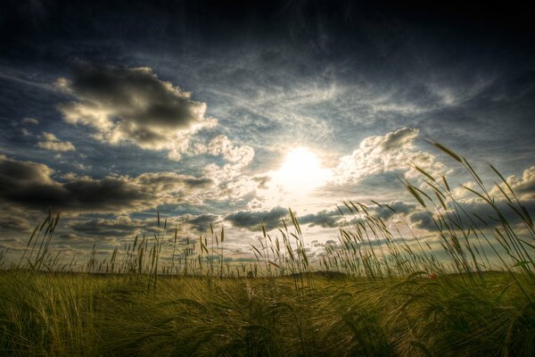 Ährchen vor dem Hintergrund der Cumulus-Wolken