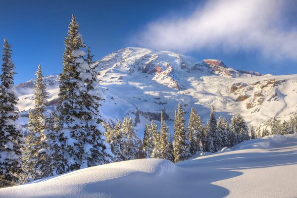 Neve bianca sugli alberi in montagna