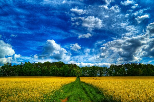 A green path to the forest among a yellow field