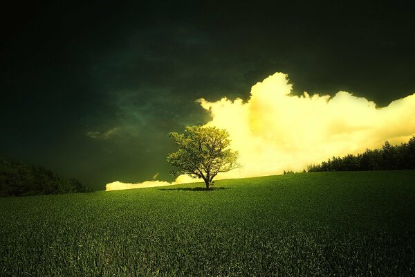 A cloud over a lonely tree in a meadow