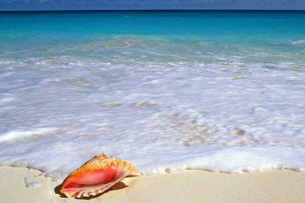 Seashell on the seashore with blue water