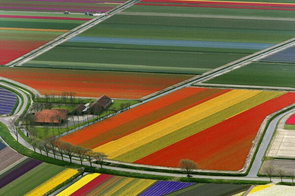 Campos de tulipanes vibrantes en los países bajos