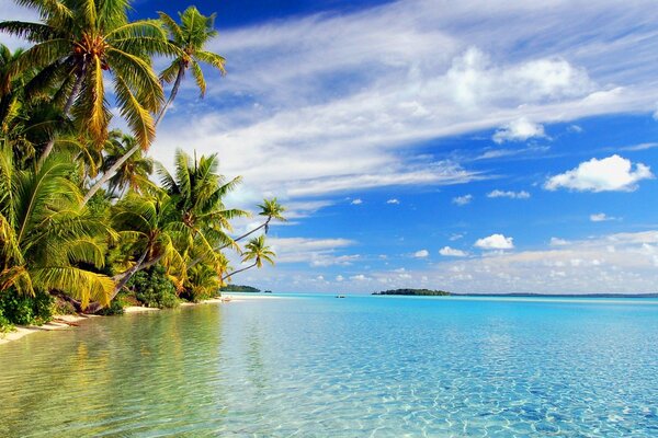 Palm trees on the very edge of the beach