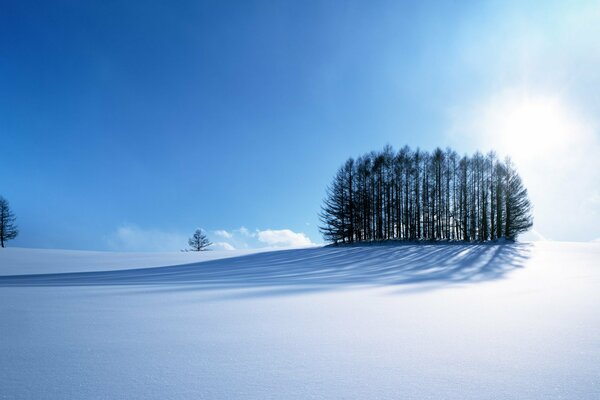 A small island of trees among a white plain of snow