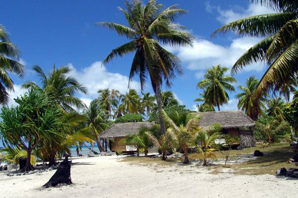 Palmeras en la playa de arena con casas