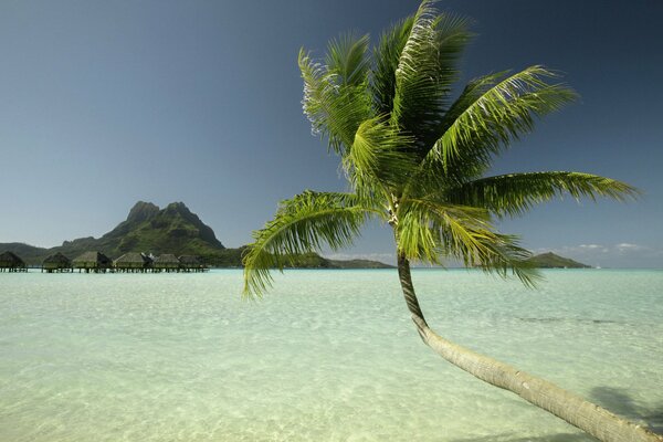 Eine Palme auf einer Insel über dem Wasser