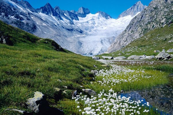 Valley with flowers on the background of the mountains of Switzerland