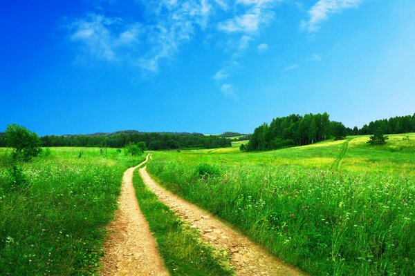 Camino en el campo verde