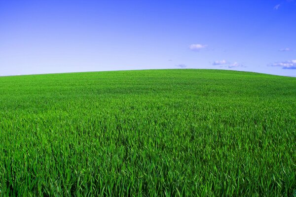 An endless green field under a blue sky