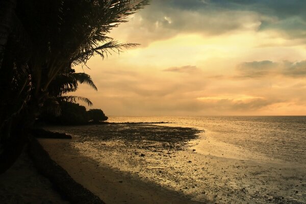 Paesaggio della riva del mare con le palme