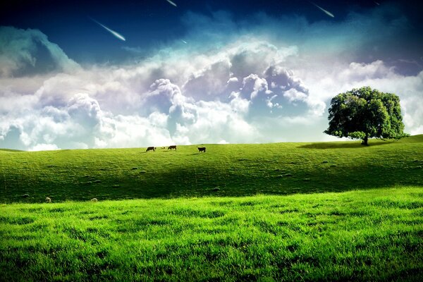 Tre mucche, prato verde, nuvole magiche