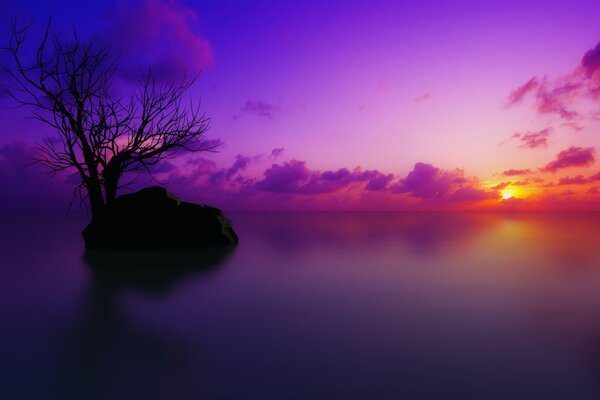 A tree on the background of a beautiful sunset in purple flowers