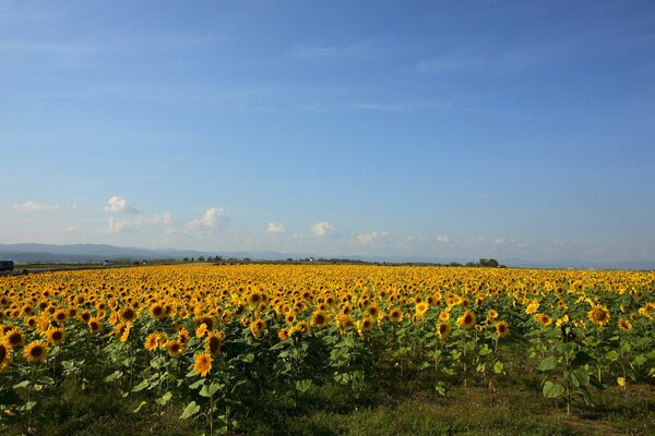 Russia, sunflower field in the Rostov region