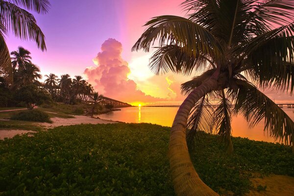 Beach photo of sunset and palm trees in Florida