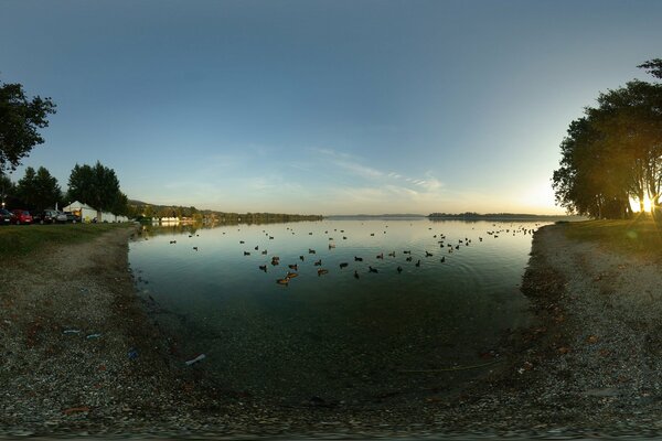 Lago oscuro con patos flotantes