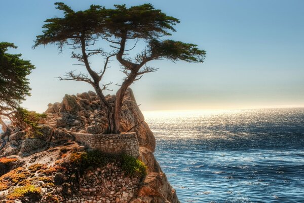 Одинокое дерево на скале у моря