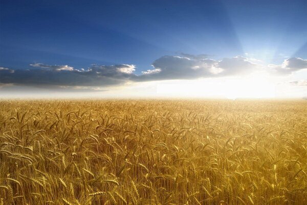 A golden field with wheat in the sunlight